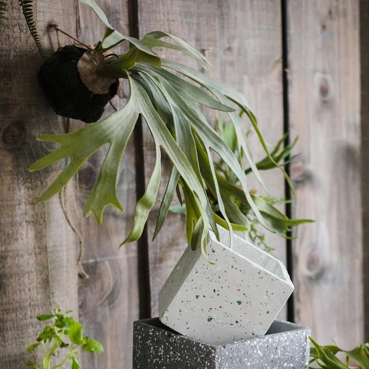 Artificial Faux Plant Staghorn Fern Décor - Istanbullu