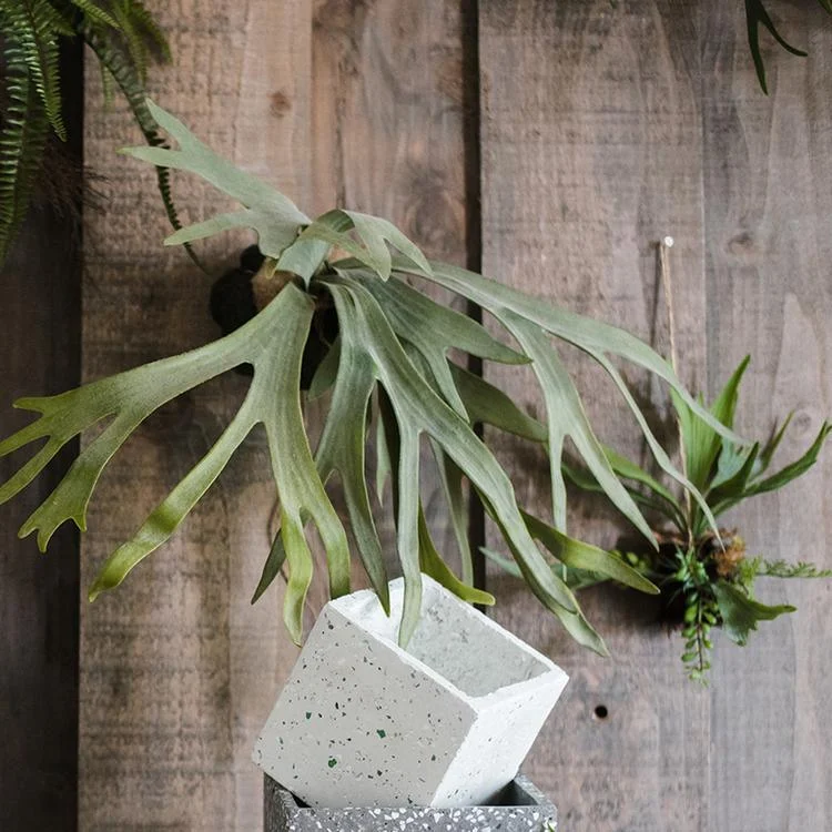 Artificial Faux Plant Staghorn Fern Décor - Istanbullu